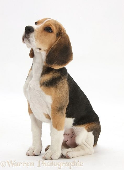 beagle-dog