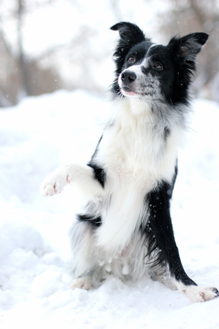 border-collie