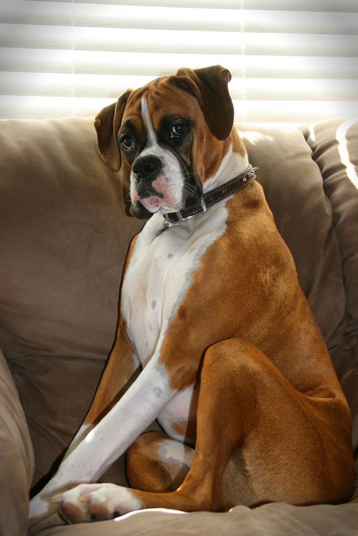 Top 10 Best Dog Breeds For A Home With Children - Top Inspired