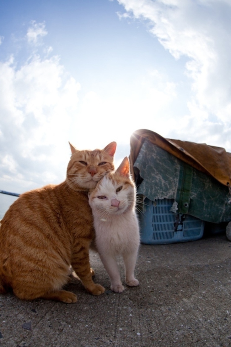 cat-island