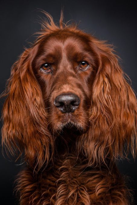 irish-setter-