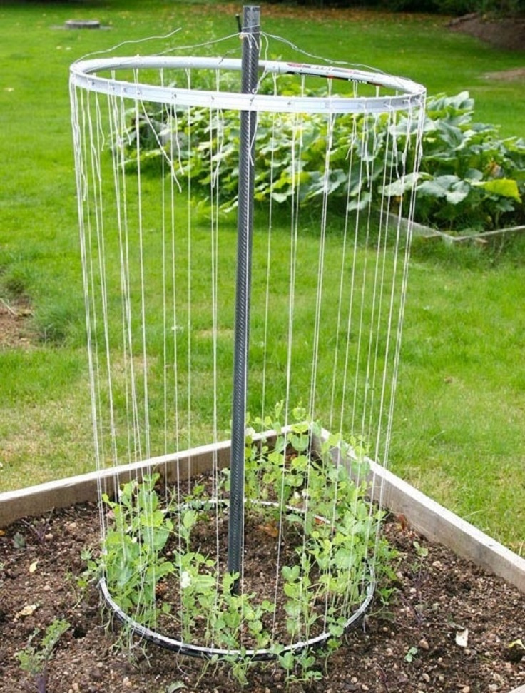 pea-trellis-from-old-bike-wheel