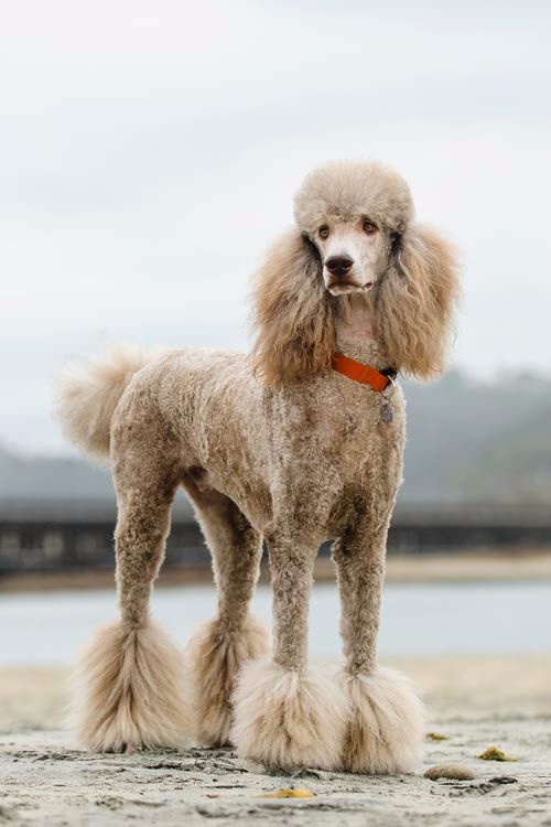 poodle-