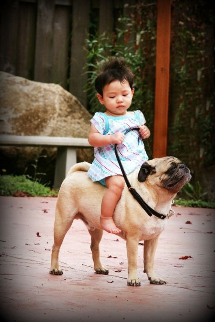 riding-a-pugg