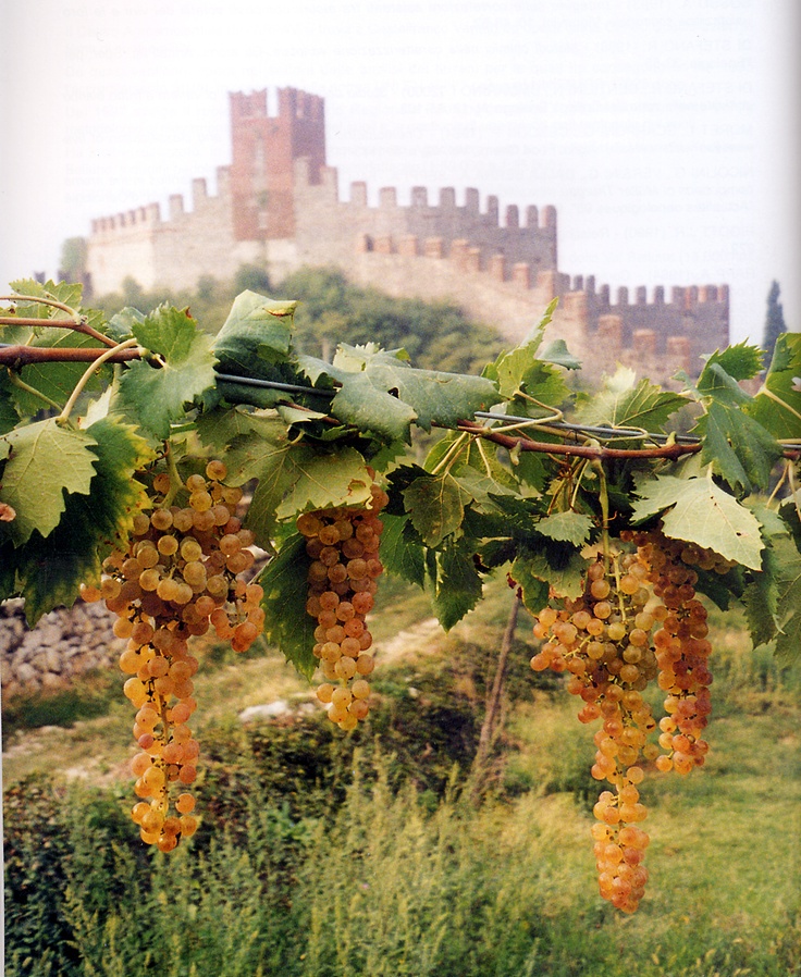 soave-italy