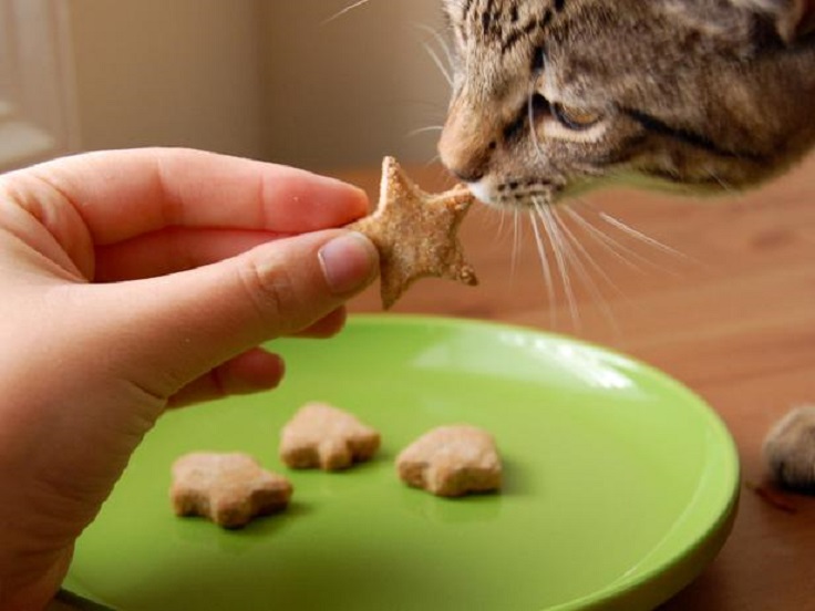 Homemade-Treat-for-Cats