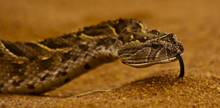 Puff-adder