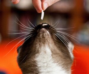 Top 10 Best Pet Treat Recipes