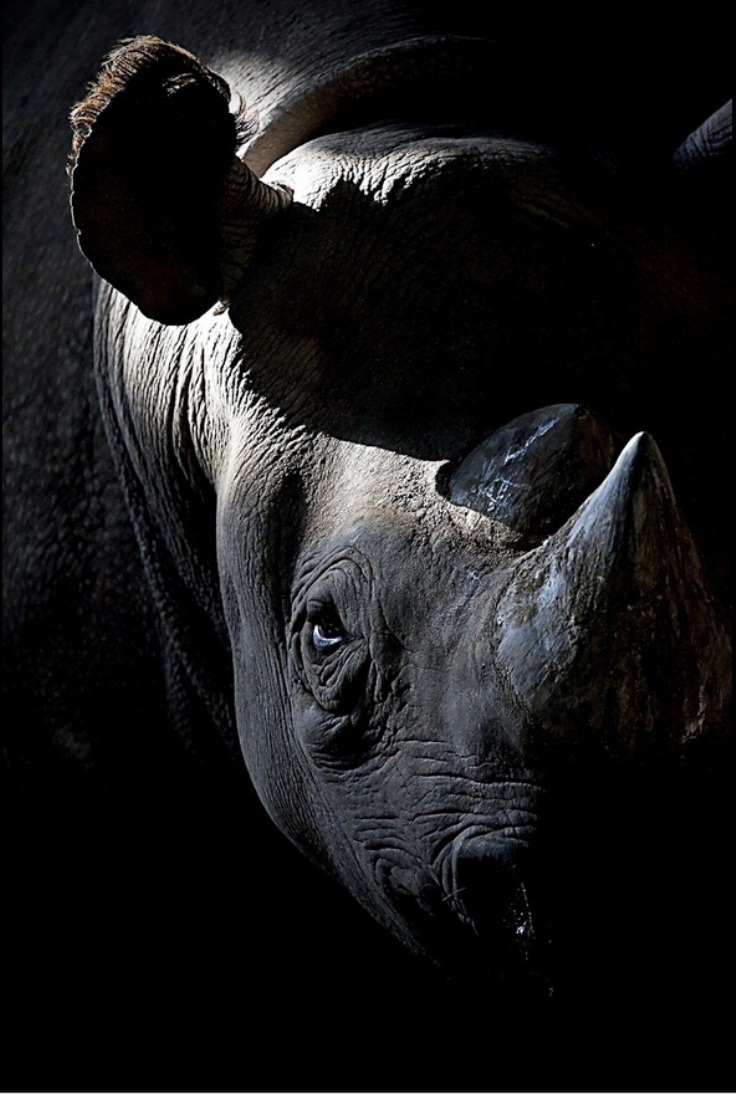 rhino