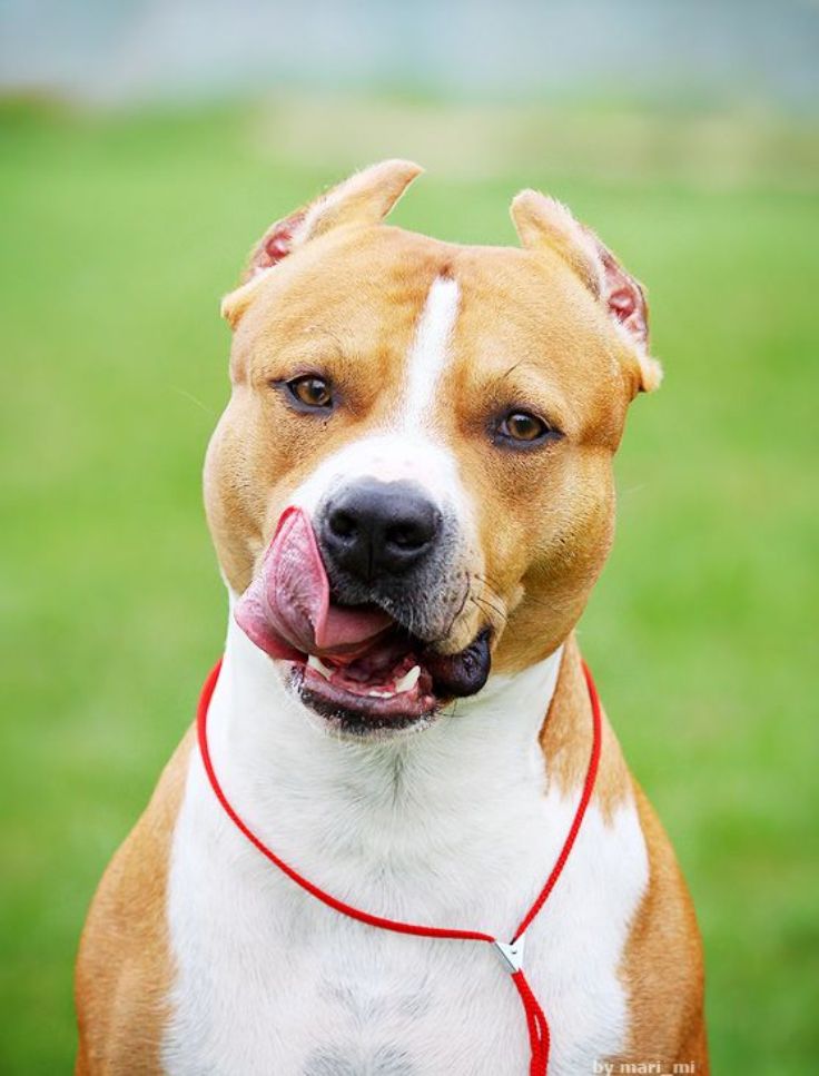 American-Staffordshire-Terrier