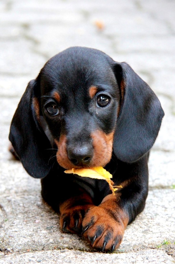 TOP 10 Most Popular Dog Breeds In USA