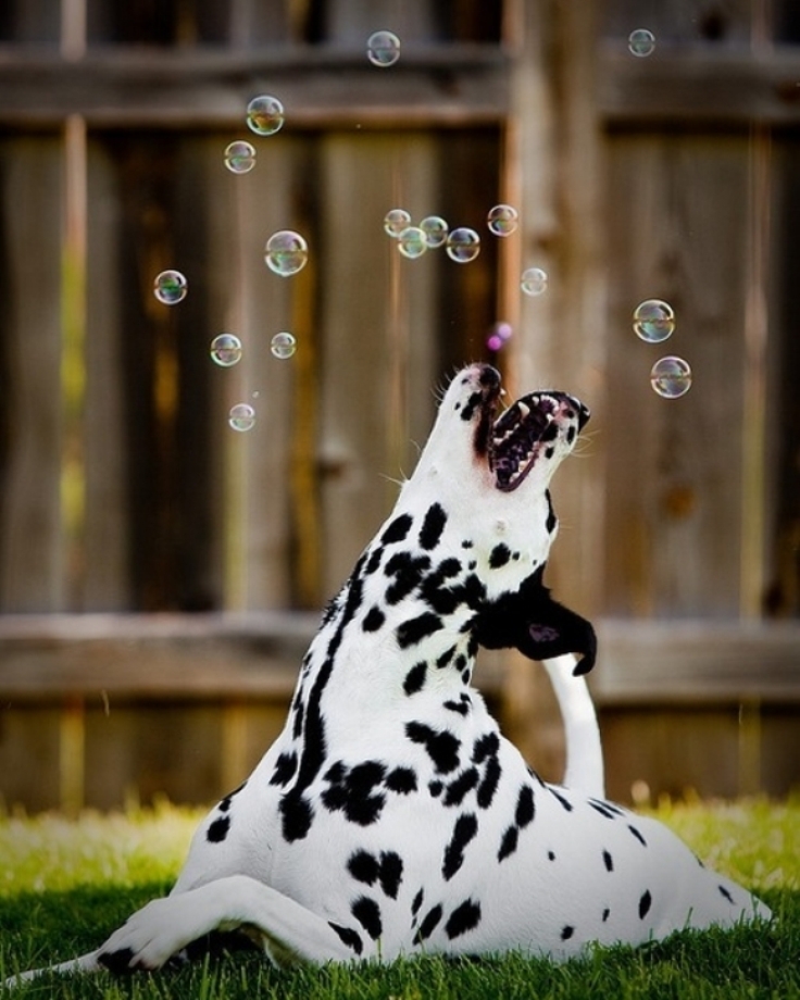 Dalmatian