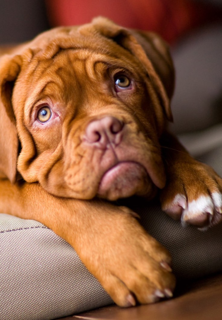 Dogue-de-Bordeaux