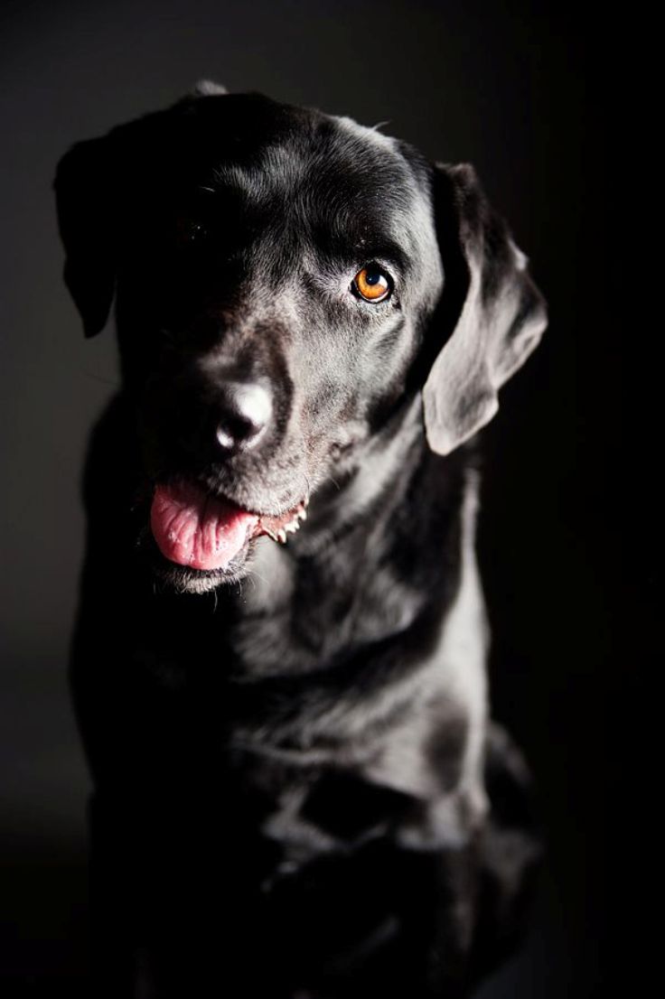 Labrador-Retriever