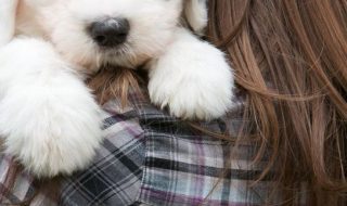 TOP 10 Best Dog Breeds For A Family With Kids | Top Inspired