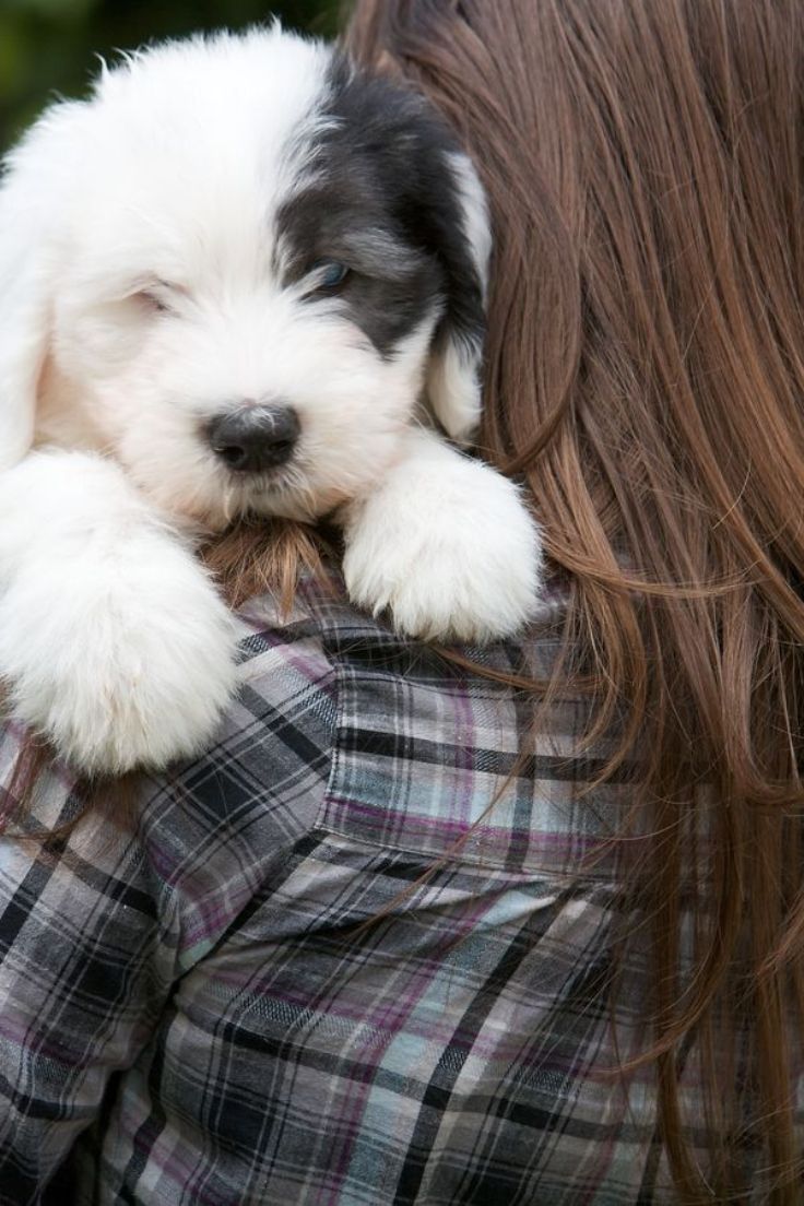 Old-English-Sheepdog