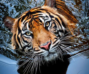 Top 10 Photos of Big Cats