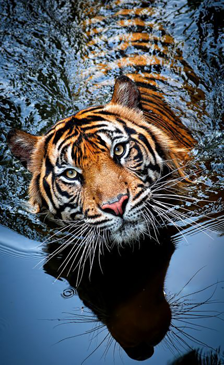 Top 10 Photos of Big Cats | Top Inspired