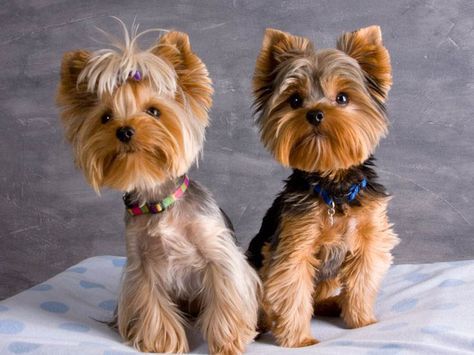 Yorkshire-Terrier-1