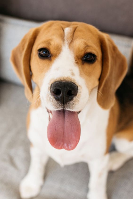 beagle-dog-