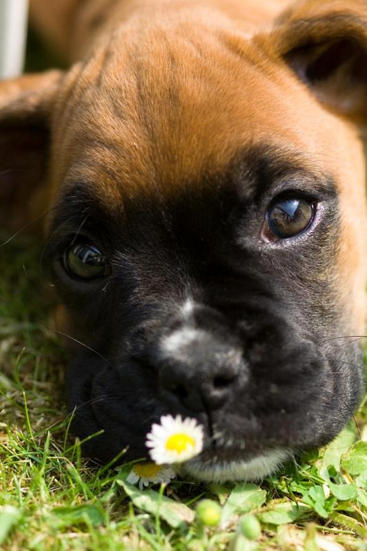 TOP 10 Most Popular Dog Breeds In USA For 2014 - Top Inspired