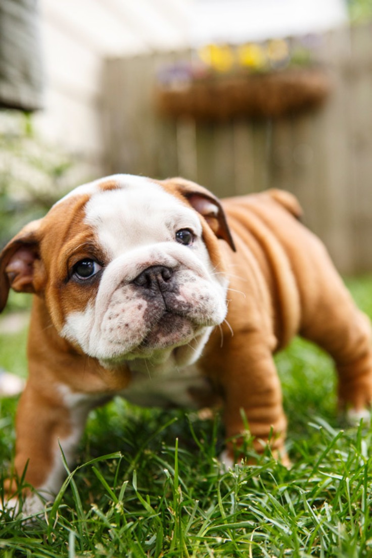 bulldog1