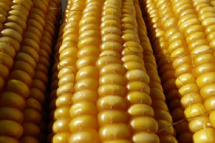 corn-1