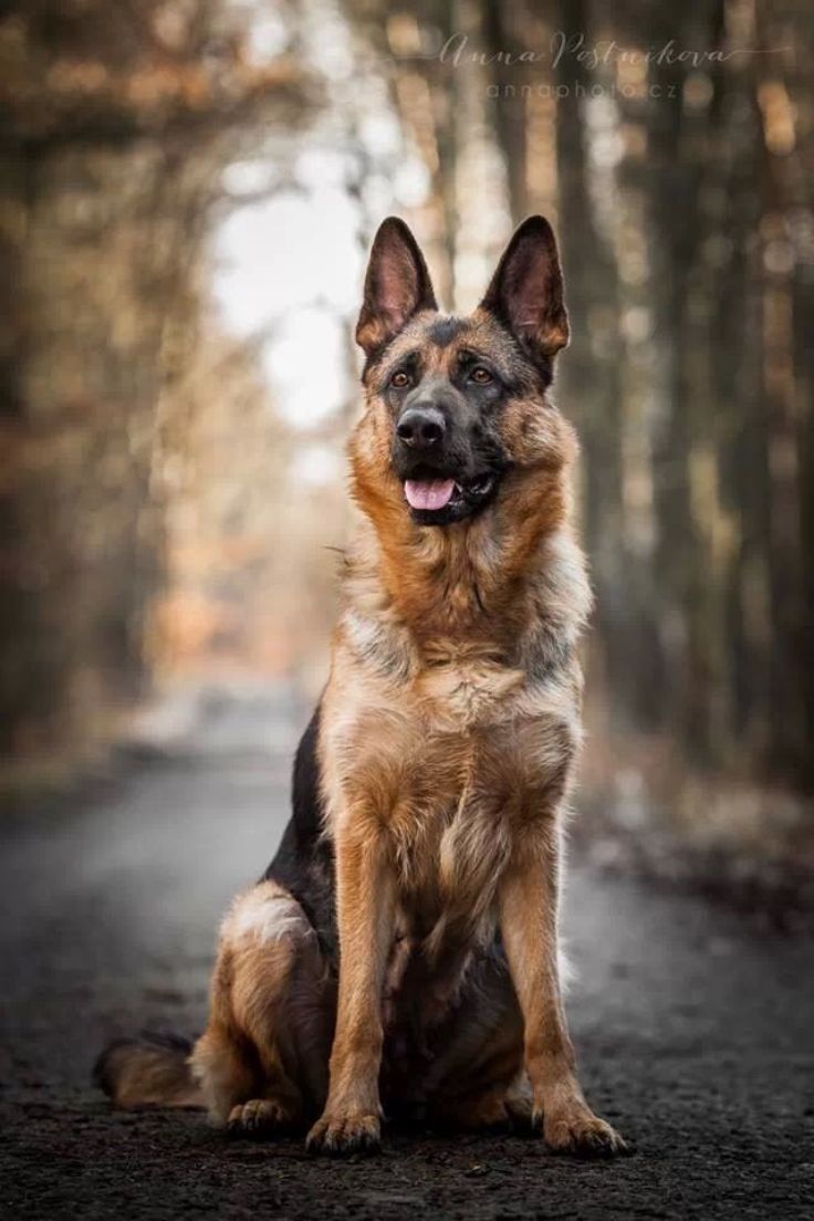 german-shepherd