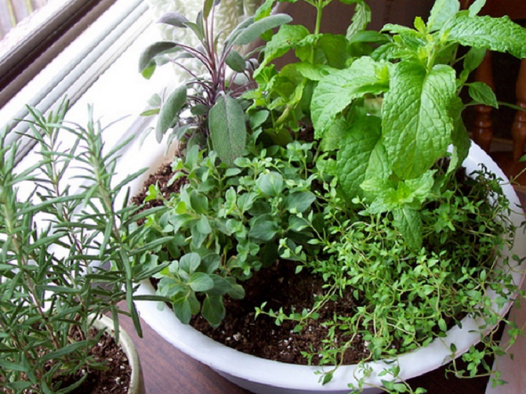 indoor-herbs