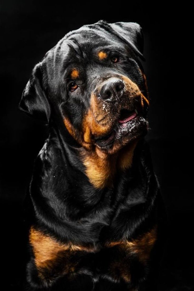 rotweiller1