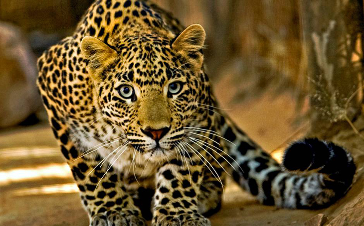 top-10-photos-of-big-cats-05