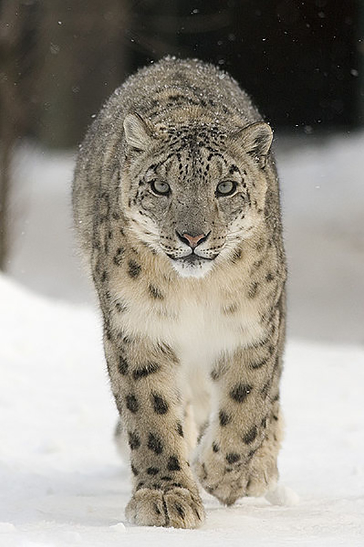 top-10-photos-of-big-cats-051