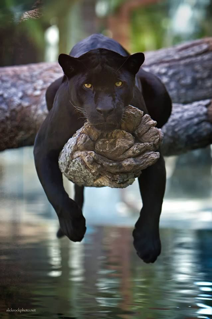 Top 10 Photos of Big Cats