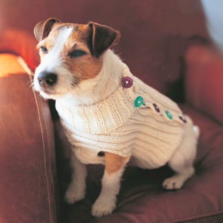 Button-Up-Dog-Sweater