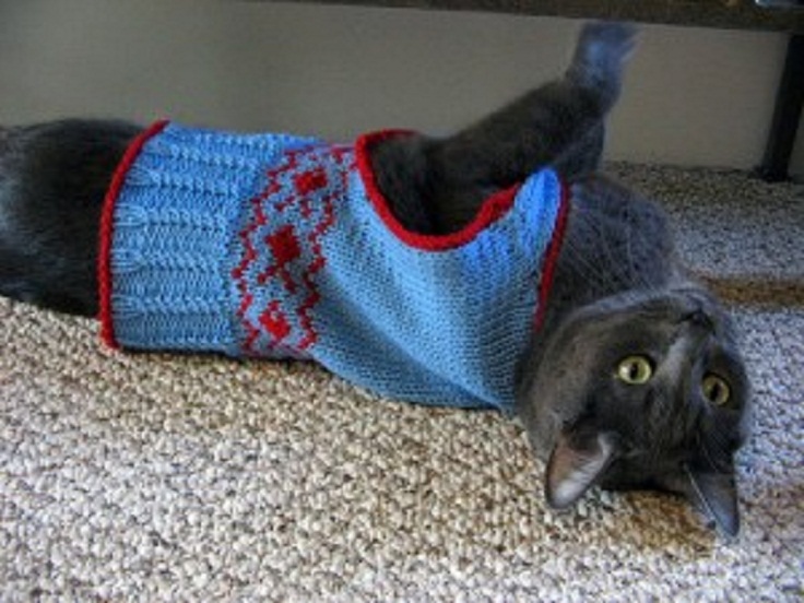 prep-school-cat-vest