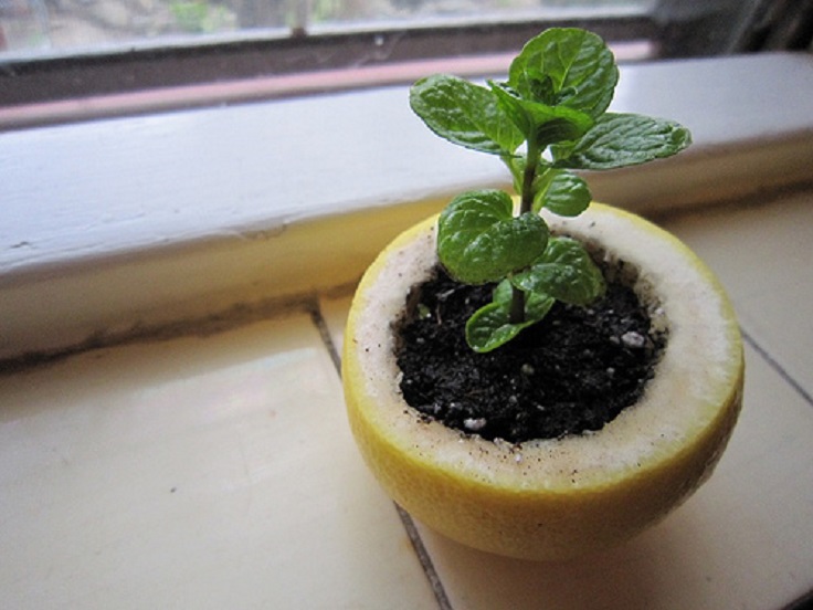 citrus-peel-seedling