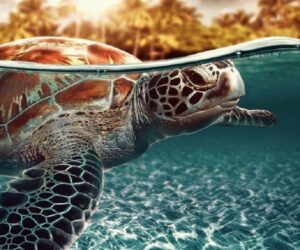 Top 10 Countries for Watching Nesting Sea Turtles