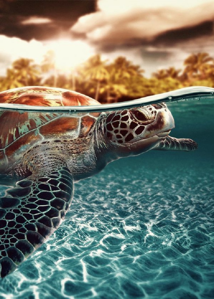 TOP 10 Countries for Watching Nesting Sea Turtles | Top Inspired