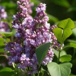 Lilac-150x150 Lilac-150x150