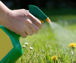 Top 10 Homemade Weed Killers That Will Kill The Weed Without Killing The Plant