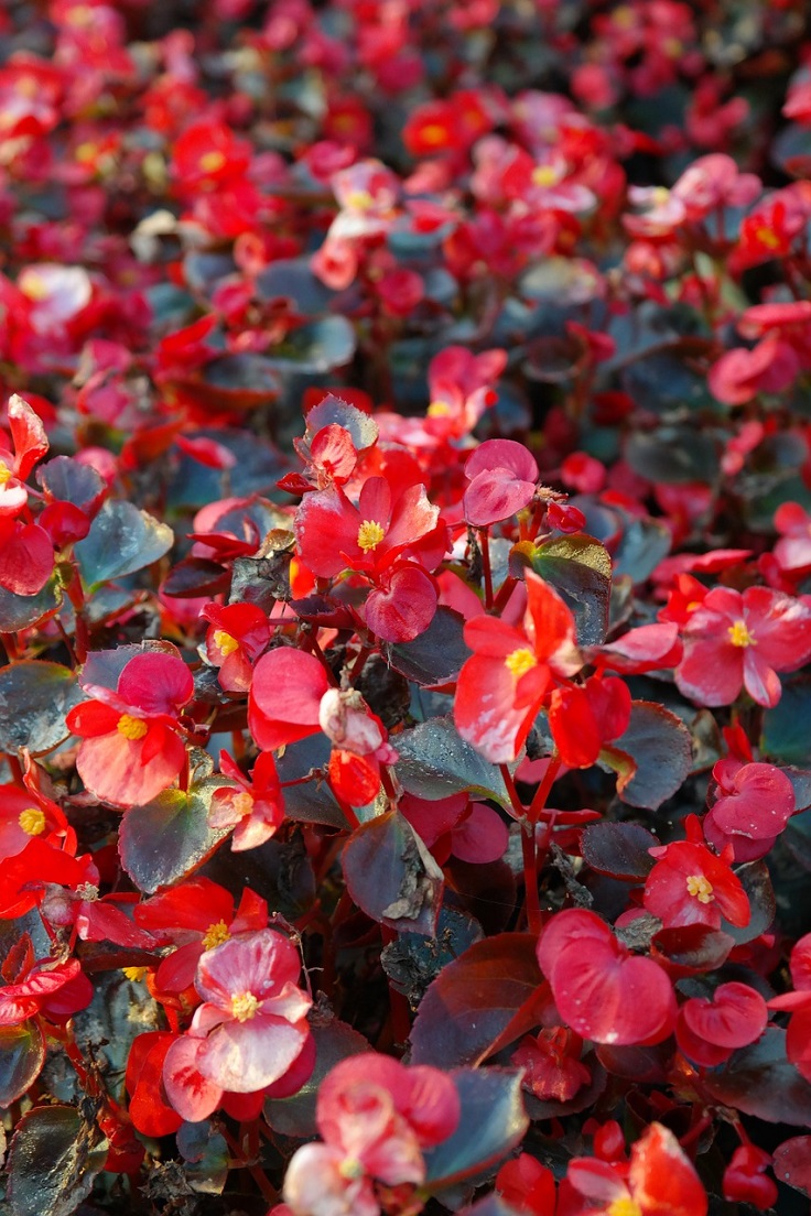 begonias