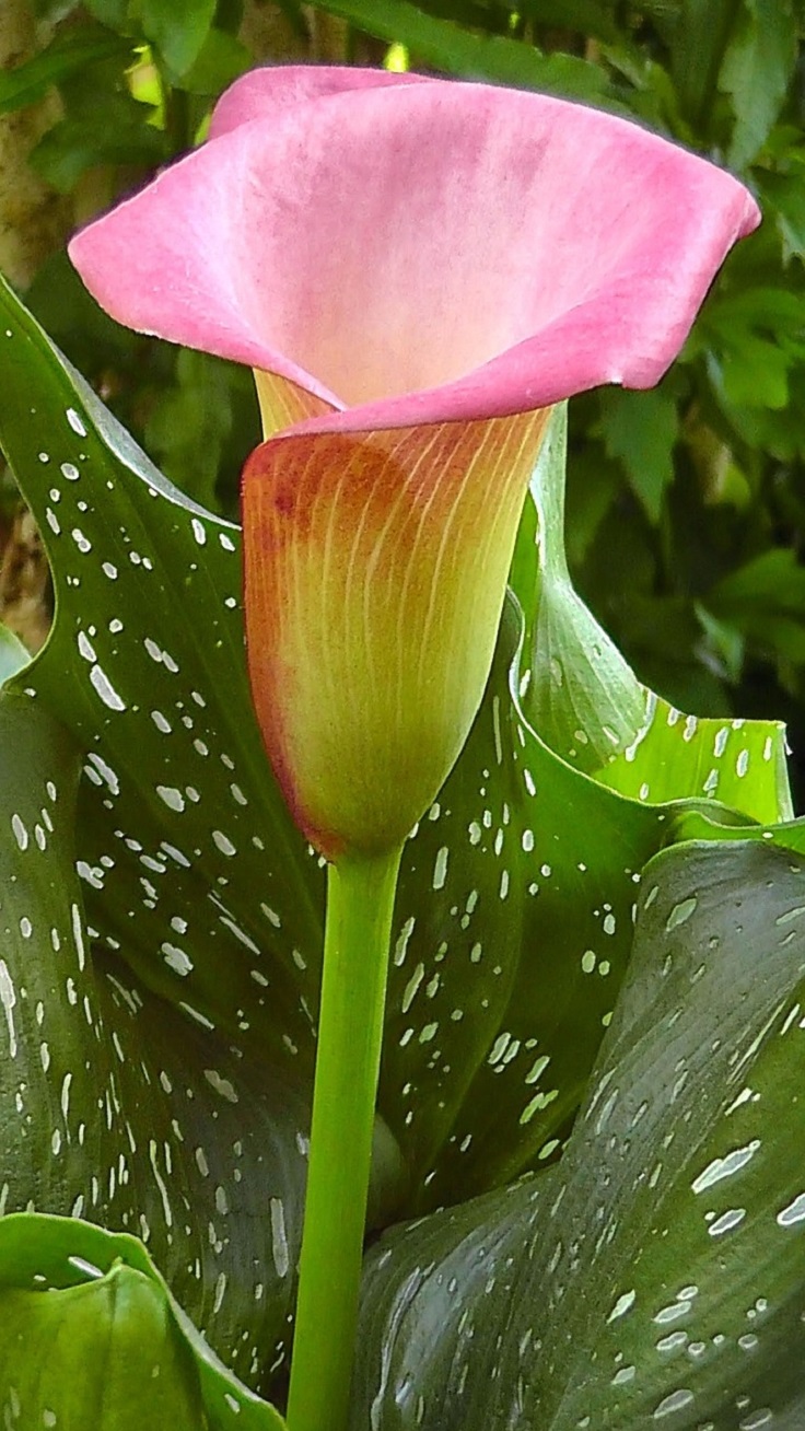 calla-lillies