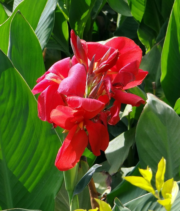 cannas