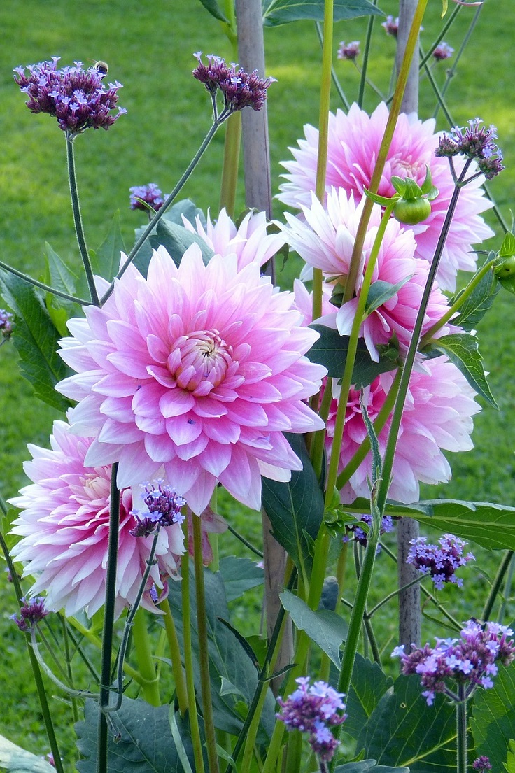 dahlias