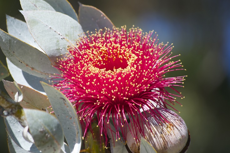 eucalyptus-mosquito-repelent