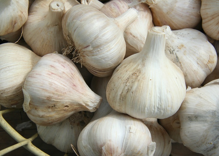 garlic