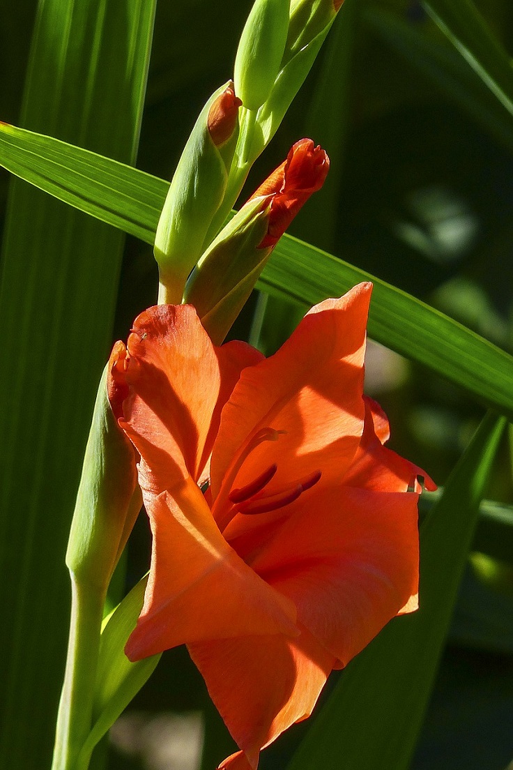 gladiolus