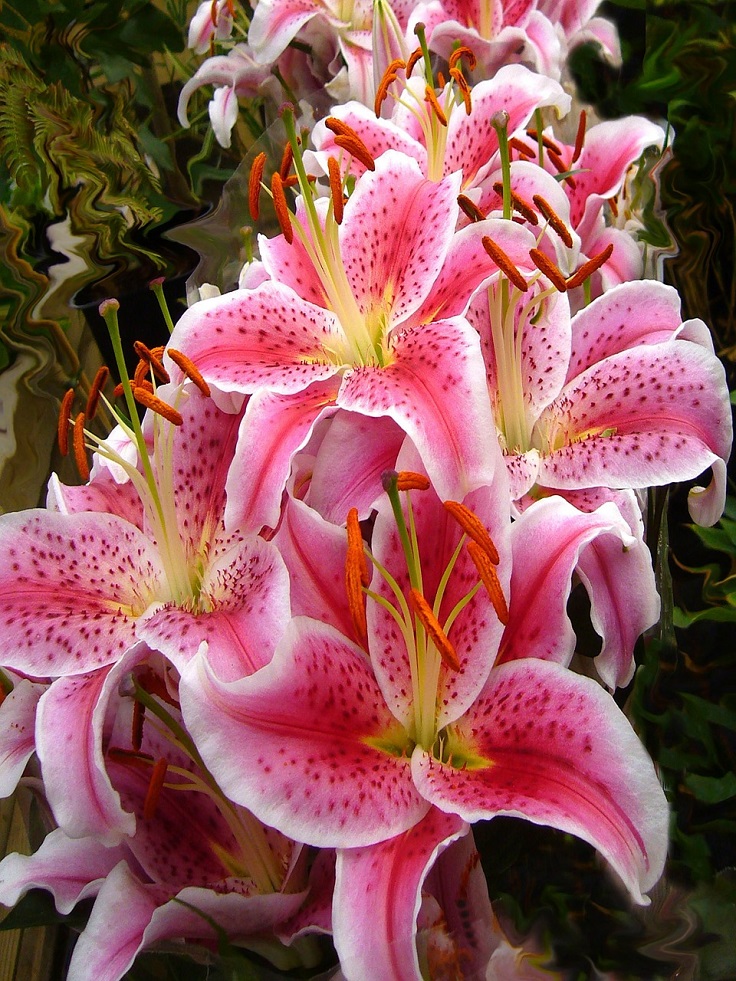 oriental-lilly