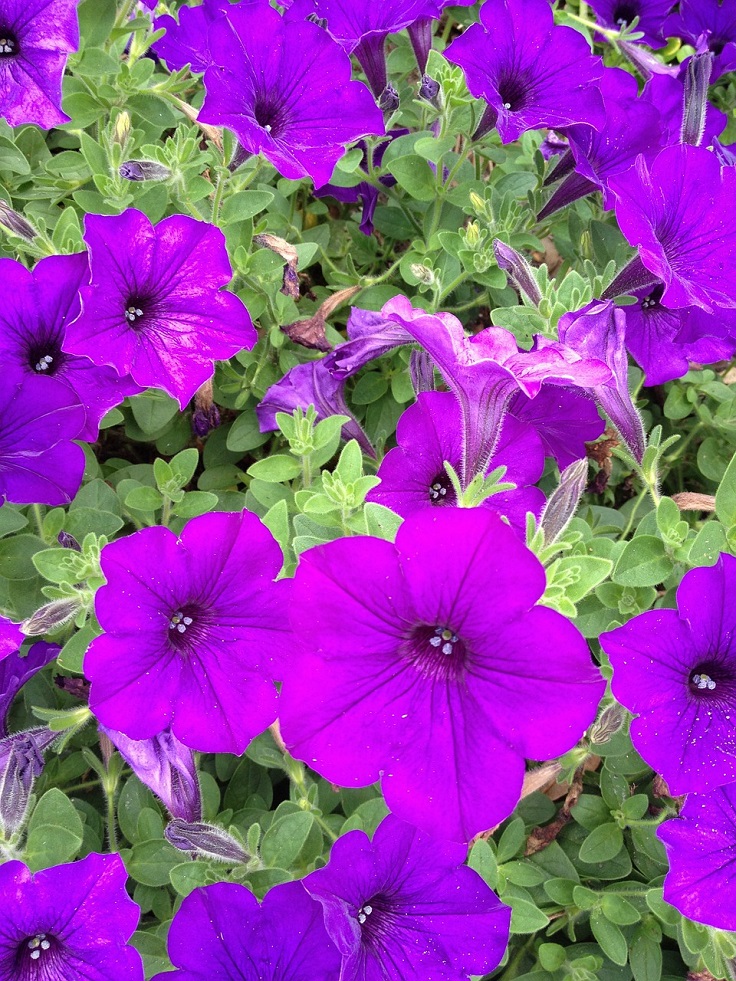 petunias