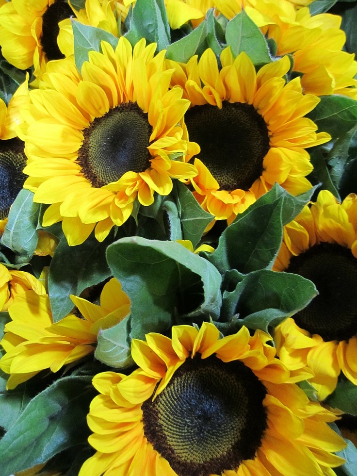 sunflowers